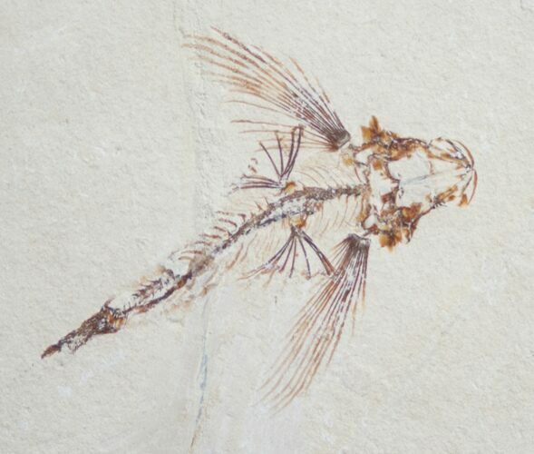 Fossil Flying Fish (Exocoetoides) From Lebanon #9023